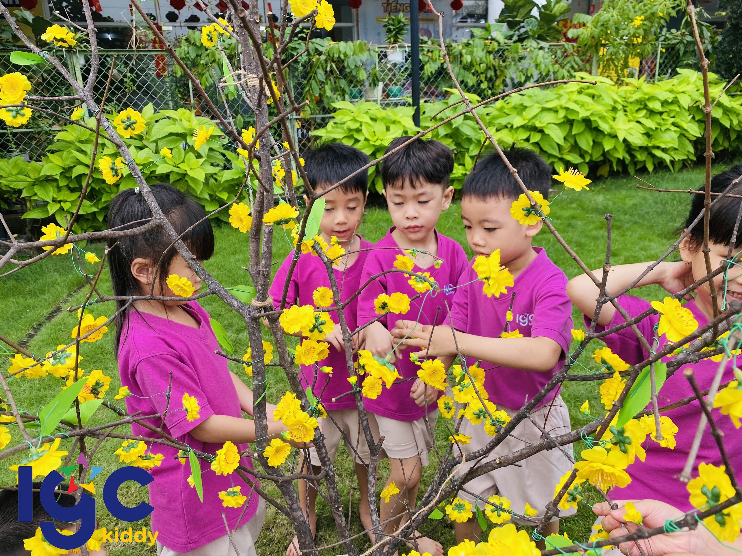 MAI VÀNG RỰC RỠ - ĐÓN TẾT AN KHANG